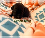 Litter of 5 - Male(s) and Female(s) BoxerLitter of Puppies for Sale - Photo #2