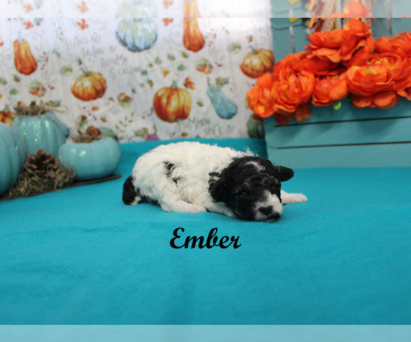 Medium Photo #8 Poodle (Toy) Puppy For Sale in CHANUTE, KS, USA