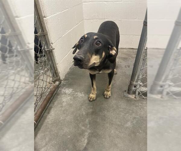 Medium Photo #1 German Shepherd Dog-Unknown Mix Puppy For Sale in Rosenberg, TX, USA