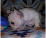 Small Photo #2 French Bulldog Puppy For Sale in CANYON LAKE, TX, USA