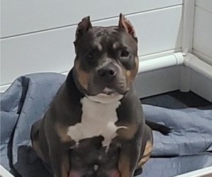 Mother of the American Bully puppies born on 08/14/2022