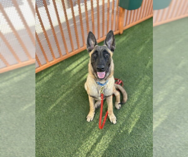 Medium Photo #1 Mutt Puppy For Sale in Las Vegas, NV, USA