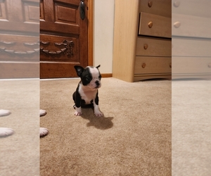 Boston Terrier Puppy for sale in WILLIAMSBURG, MO, USA