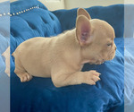 Small Photo #13 French Bulldog Puppy For Sale in SCREVEN, GA, USA