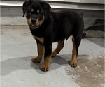 Small #17 Rottweiler
