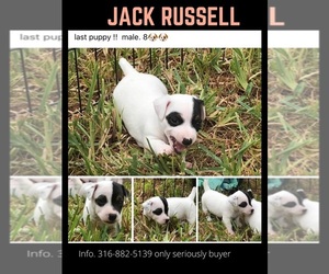 Jack Russell Terrier Puppy for sale in FORT PIERCE, FL, USA