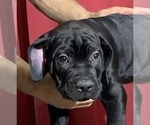 Small Photo #4 Cane Corso Puppy For Sale in COTTAGE GROVE, OR, USA