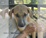 Small Black Mouth Cur-Labrador Retriever Mix