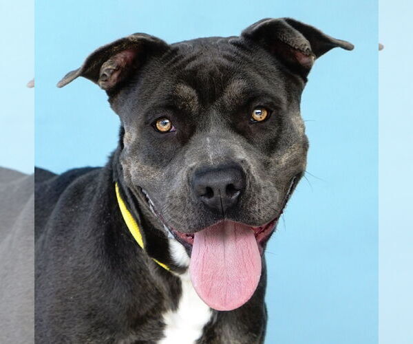 Medium Photo #1 American Pit Bull Terrier Puppy For Sale in Pasadena, CA, USA