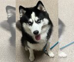 Small Photo #11 Siberian Husky Puppy For Sale in Sanford, FL, USA