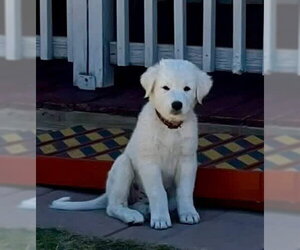 Akbash-Great Pyrenees Mix Dogs for adoption in Denver , CO, USA