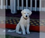Small Akbash-Great Pyrenees Mix