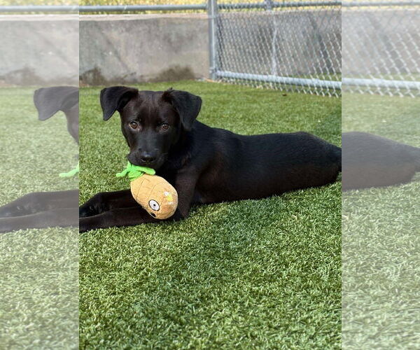 Medium Photo #1 Labrador Retriever-Unknown Mix Puppy For Sale in Woodbury, NY, USA