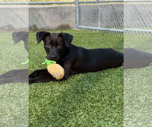 Labrador Retriever-Unknown Mix Dogs for adoption in Woodbury, NY, USA