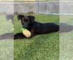 Small Labrador Retriever Mix