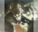 Small Photo #2 Siberian Husky Puppy For Sale in LAKE ARIEL, PA, USA