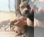 Small Photo #2 Mutt Puppy For Sale in Jackson, MS, USA