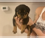 Small Photo #7 Rottweiler Puppy For Sale in ANGIER, NC, USA