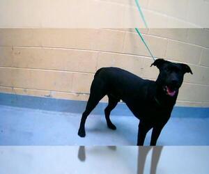 Labrador Retriever-Unknown Mix Dogs for adoption in Tulsa, OK, USA