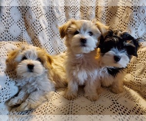Havanese Puppy for sale in MADRAS, OR, USA