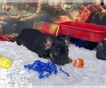 Small Photo #1 French Bulldog Puppy For Sale in HUDSON, CO, USA
