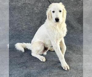 Great Pyrenees Dogs for adoption in Hanford, CA, USA