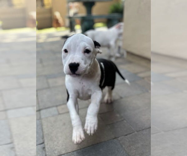 Medium Photo #2 Staffordshire Bull Terrier Puppy For Sale in San Diego, CA, USA