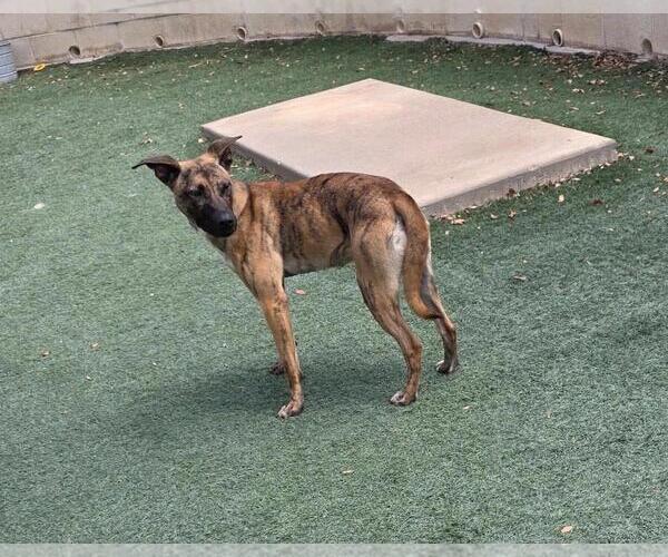Medium Photo #5 Holland Shepherd-Plott Hound Mix Puppy For Sale in Rockwall, TX, USA