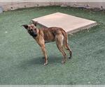 Small Photo #5 Holland Shepherd-Plott Hound Mix Puppy For Sale in Rockwall, TX, USA
