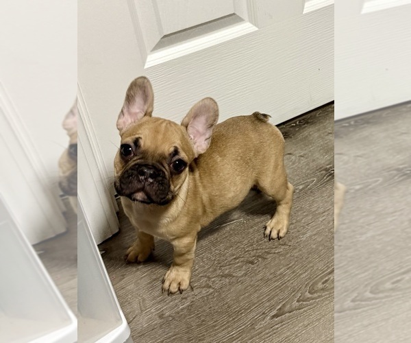 Medium Photo #1 French Bulldog Puppy For Sale in NAPLES, FL, USA