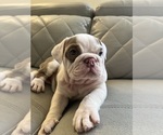 Small #6 English Bulldog