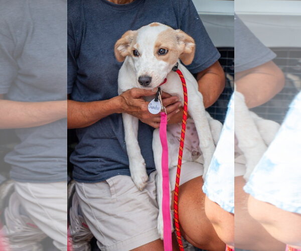 Medium Photo #7 Jack Russell Terrier Puppy For Sale in Oakhurst, NJ, USA