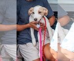 Small #6 Jack Russell Terrier
