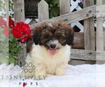 Small #1 Bichpoo