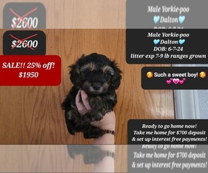 YorkiePoo Puppy for sale in TUCSON, AZ, USA