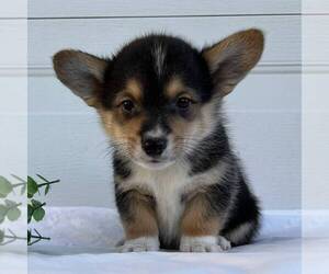 Pembroke Welsh Corgi Puppy for sale in FREDONIA, PA, USA