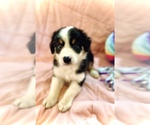 Small Photo #3 Australian Shepherd Puppy For Sale in SPRINGFIELD, MN, USA