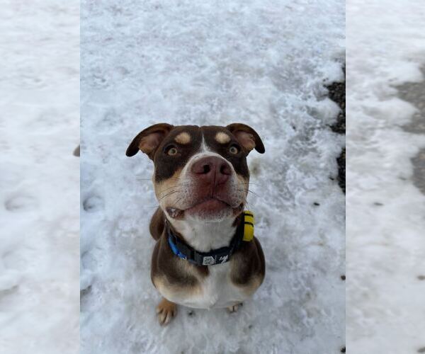 Medium Photo #5 Mutt Puppy For Sale in Elmsford, NY, USA