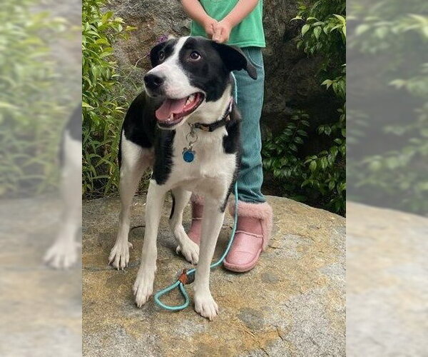 Medium Photo #4 Border Collie-Unknown Mix Puppy For Sale in San Diego, CA, USA
