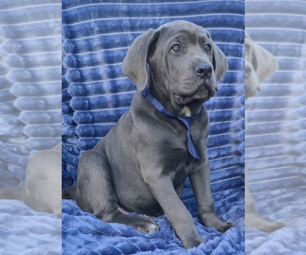 Medium Photo #4 Cane Corso Puppy For Sale in MINERAL WELLS, WV, USA