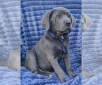 Small Photo #4 Cane Corso Puppy For Sale in MINERAL WELLS, WV, USA