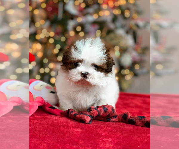 Medium Photo #9 Shih Tzu Puppy For Sale in BUFORD, GA, USA