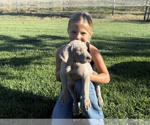 Medium Photo #4 Weimaraner Puppy For Sale in WILLOWS, CA, USA
