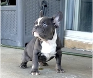 French Bulldog Puppy for sale in PHOENIX, AZ, USA