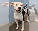 Small American Pit Bull Terrier