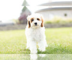 Small Photo #2 Cavapoo Puppy For Sale in WARSAW, IN, USA