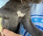 Small #2 Cane Corso