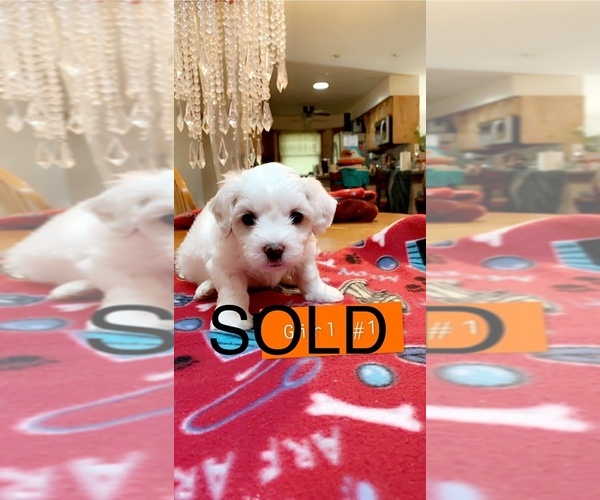 Medium Photo #5 Bichon Frise Puppy For Sale in RACINE, WI, USA