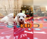 Small Photo #5 Bichon Frise Puppy For Sale in RACINE, WI, USA