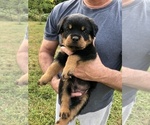 Small Photo #6 Rottweiler Puppy For Sale in BAINBRIDGE IS, WA, USA